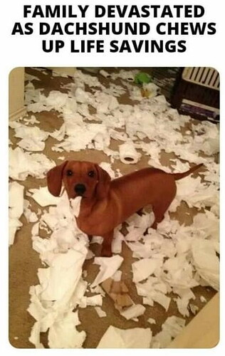 dog-chews-lifesavings