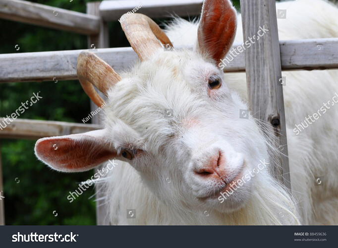 stock-photo-young-goat-with-head-cocked-88459636