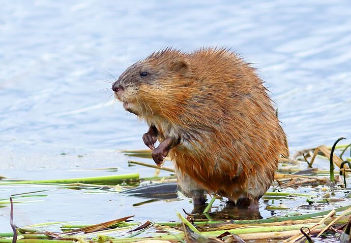 muskrat-foraging-along-shore